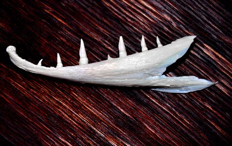 Trophy fish pike