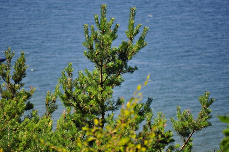 Coniferous green tree over water
