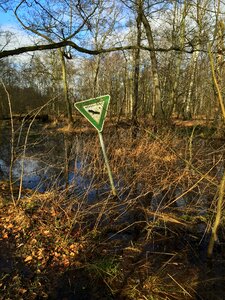 Green beech wood moss