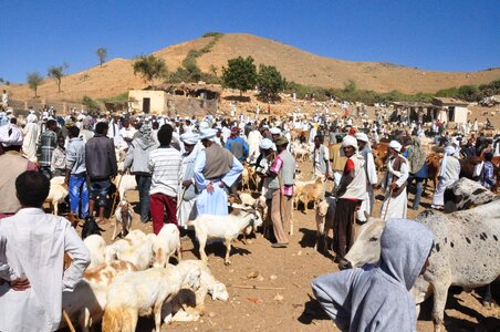 Animal market eritrea keren