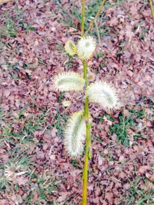 Leaves grey dry photo