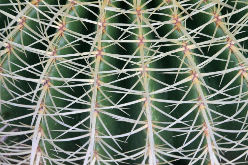 Desert garden succulent