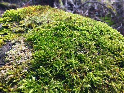 Green beech wood moss