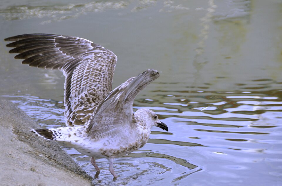 Animal gull fishing