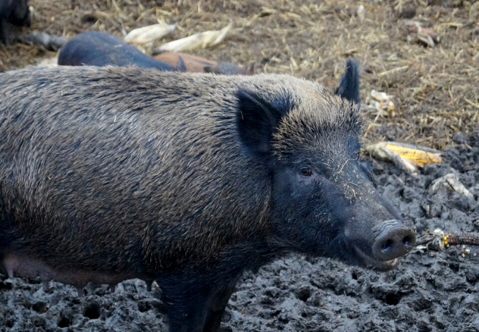 Wild boar the bristles sow