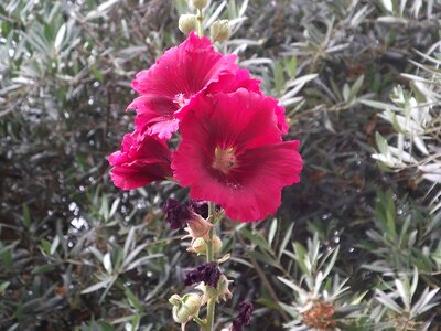 Portugal flower rosa photo