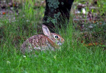 Hare animal cute photo