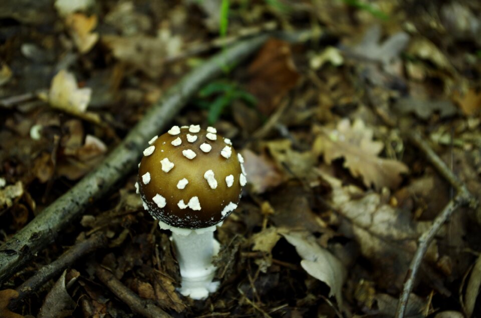 Agaric forest nature