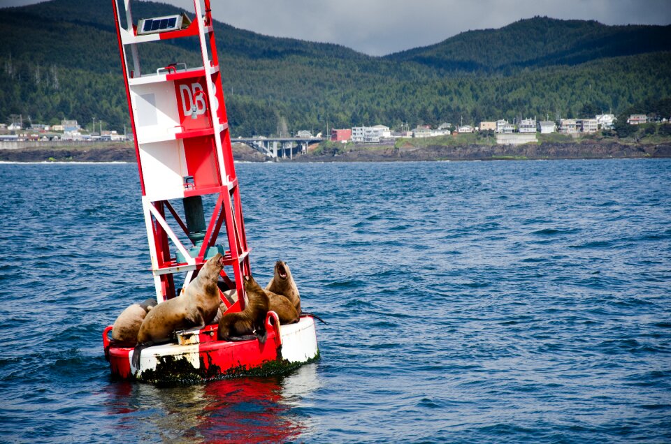 Maritime mammal creature