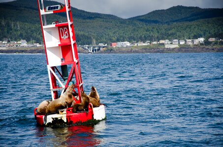 Maritime mammal creature