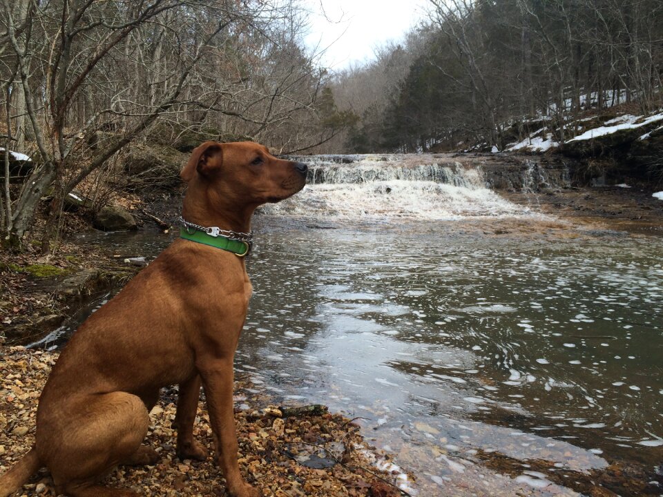 Pittbull hike nature