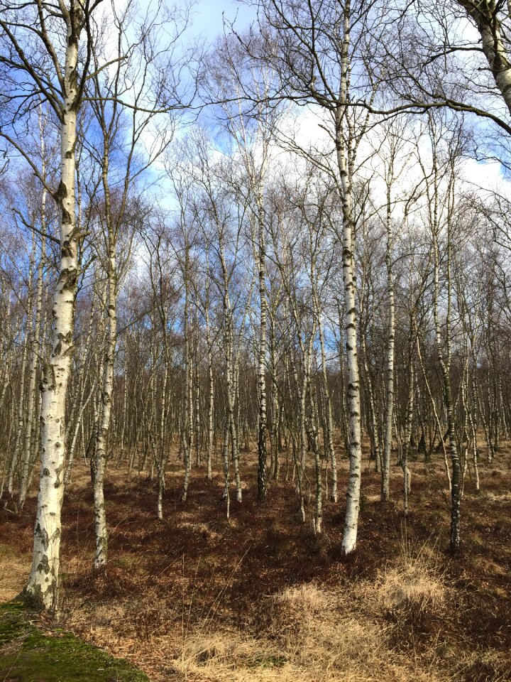 Green beech wood moss