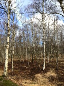 Green beech wood moss