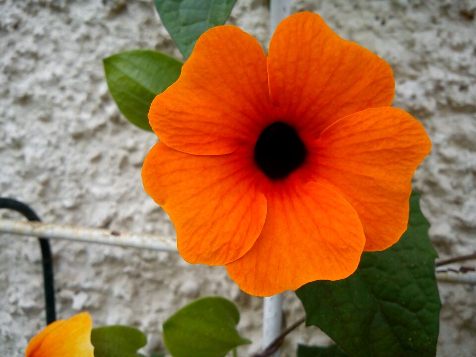 Climber plant orange thunbergia alata