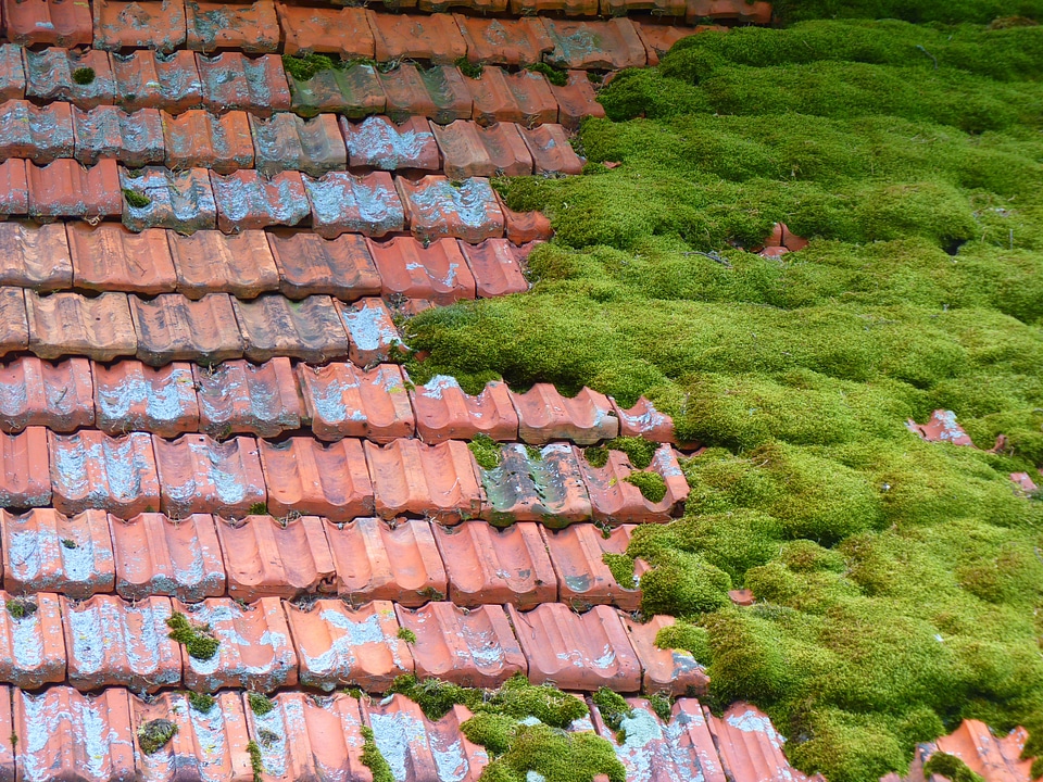 Moss bemoost old barn