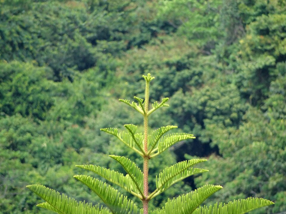 Jungle vegetation lot bourda