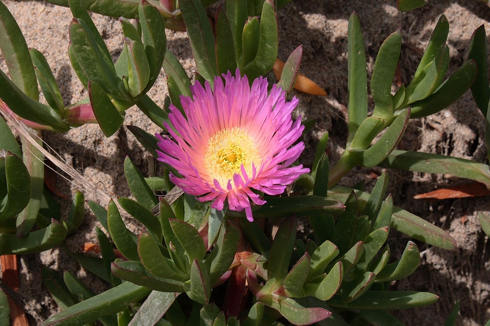 Plant california bloom