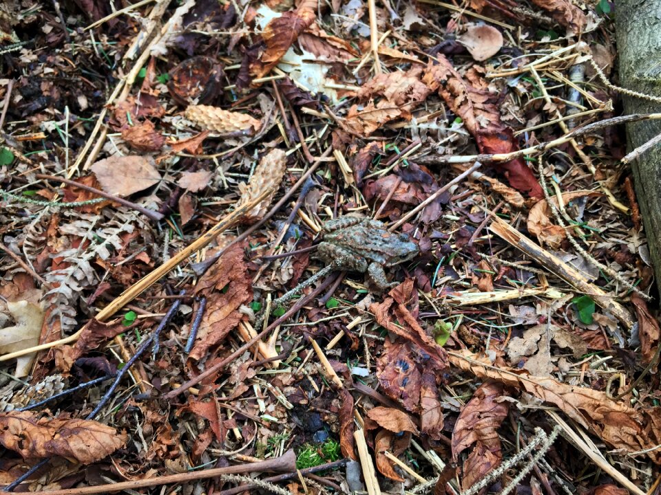 Green beech wood moss