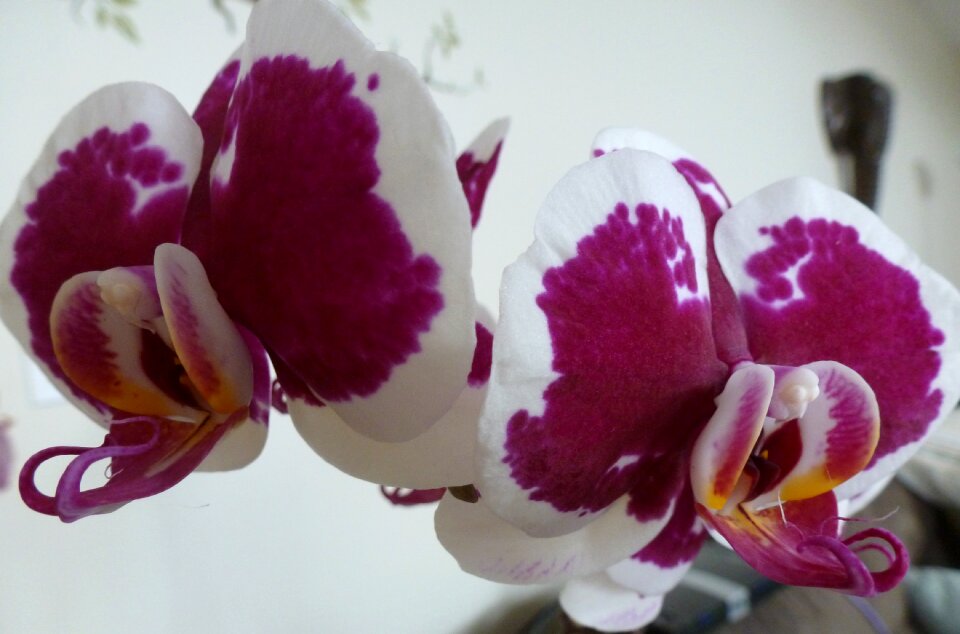 Flower bloom blossom