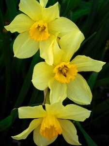 Narcissus green yellow photo
