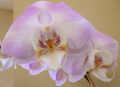 Blossom moth orchid pink photo