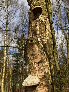 Green beech wood moss