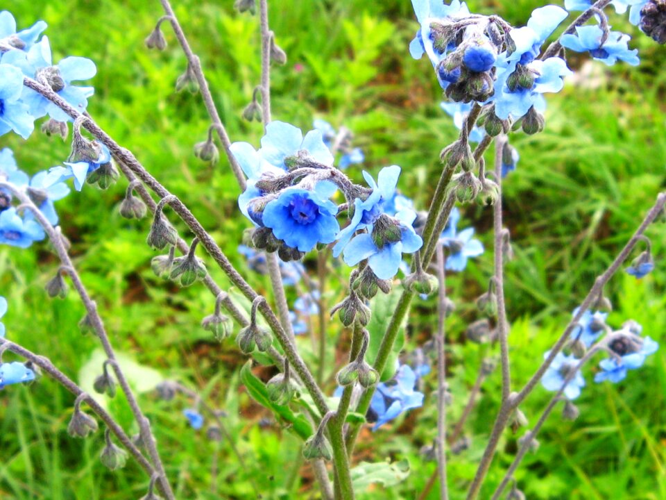Health little flower material