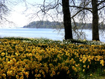 Osterglocken daffodils yellow