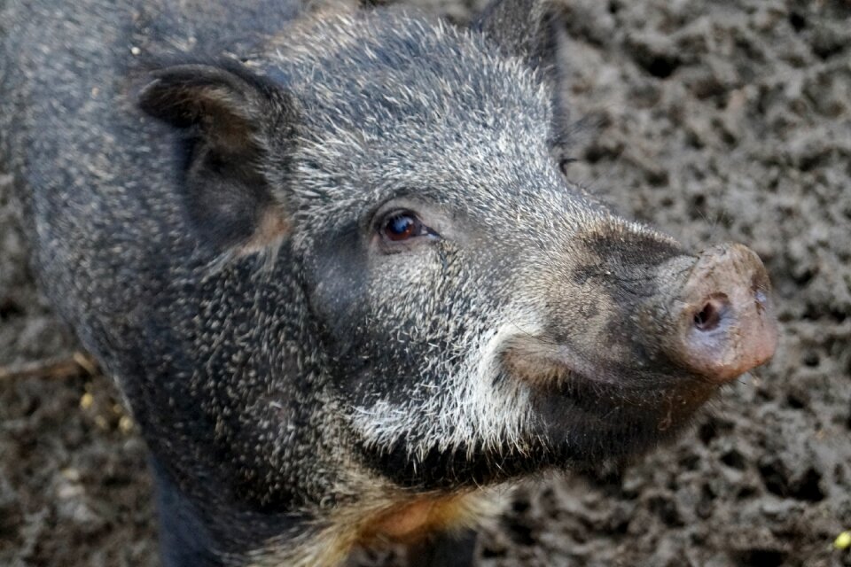 The bristles wild boar wild