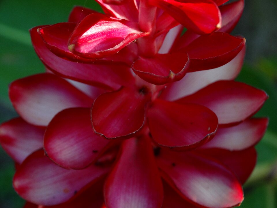 Flower red red flower