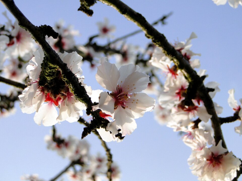 Spring spring awakening flowers