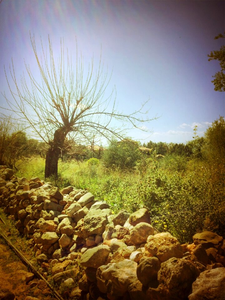 Olive tree kardamyli kalamata