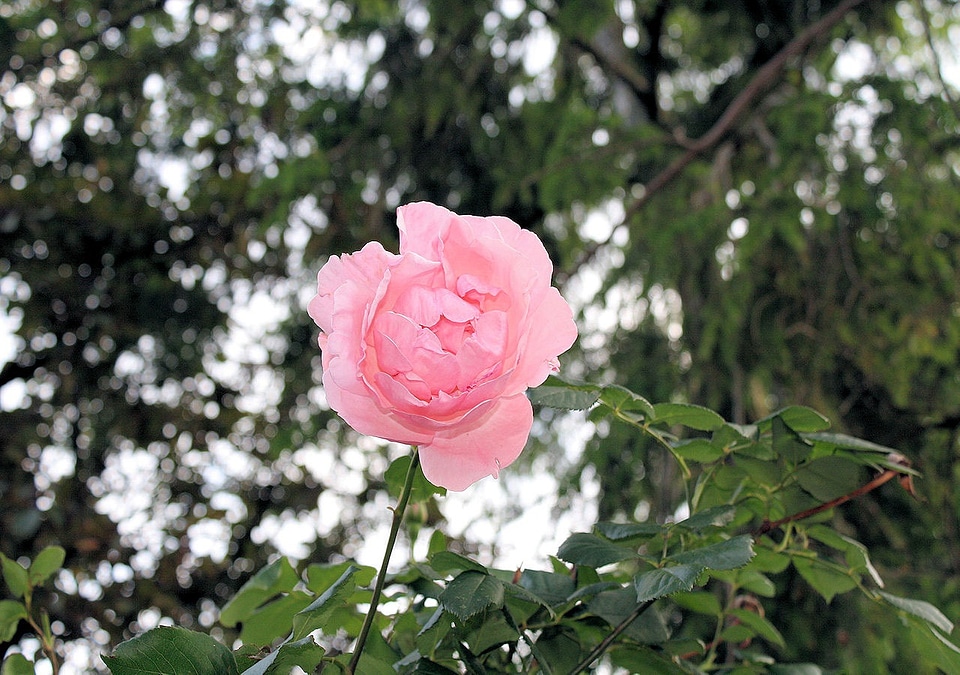 Rose pink bloom