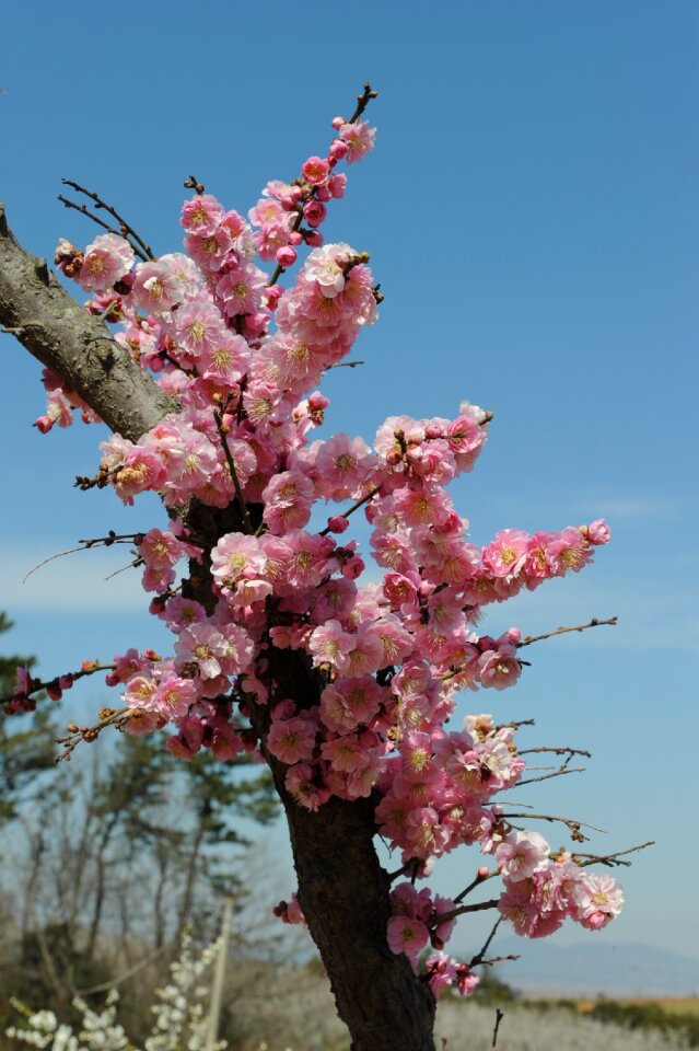 Plum flower plum apricot blossom hainan