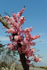 Plum flower plum apricot blossom hainan