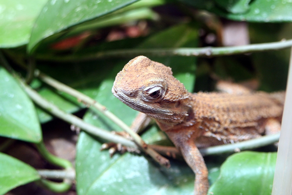 Wildlife tropical chameleon