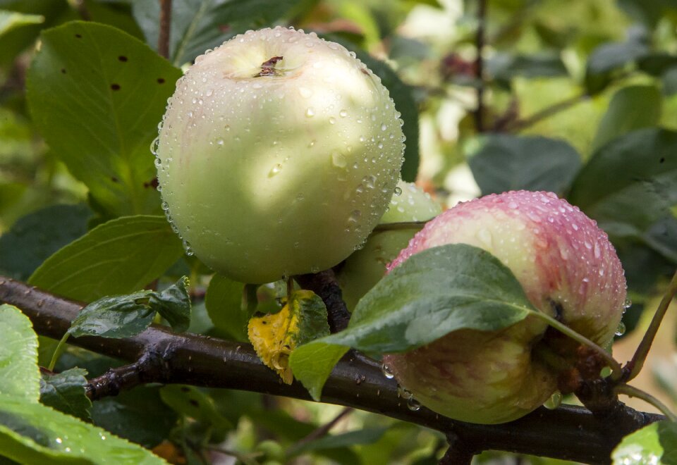Drop leaf september summer