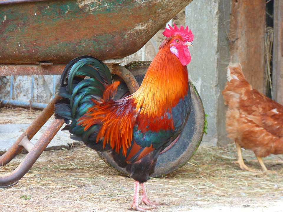 Colorful poultry farm