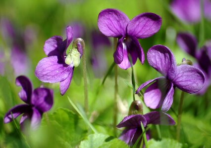 Spring flowers violets nature photo