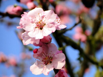 Spring spring awakening flowers photo