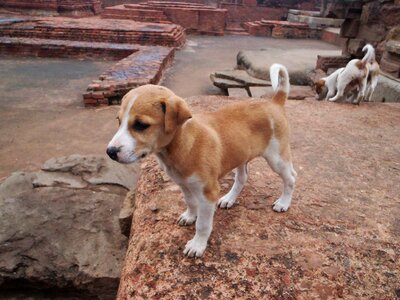 Puppy cute pet