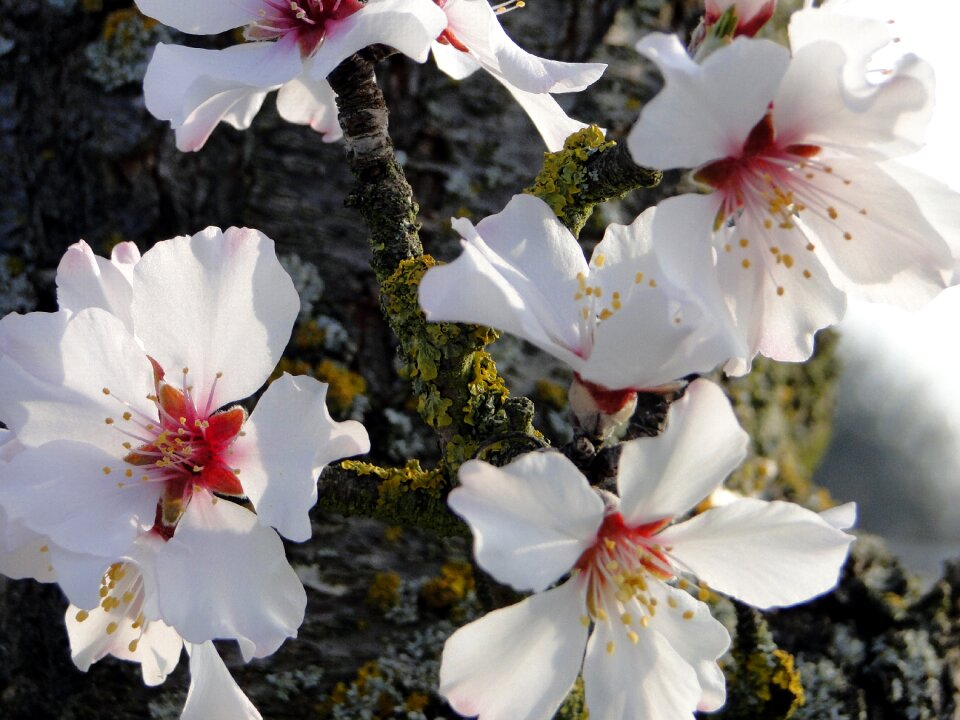 Spring spring awakening flowers