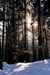 Winter forest nature photo