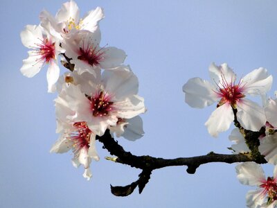 Spring spring awakening flowers photo