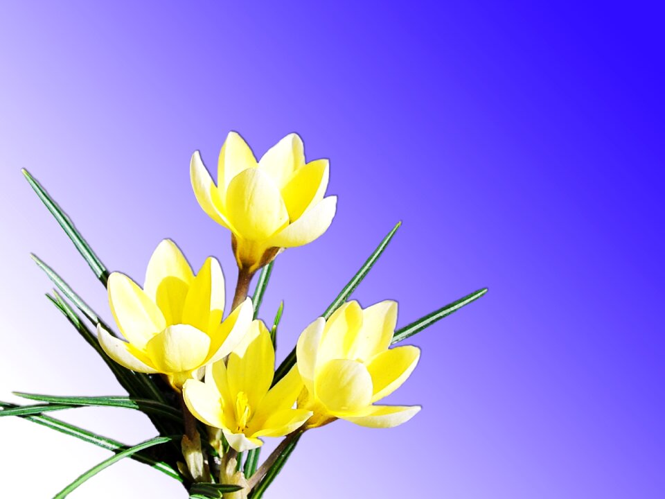 Bright spring bloom
