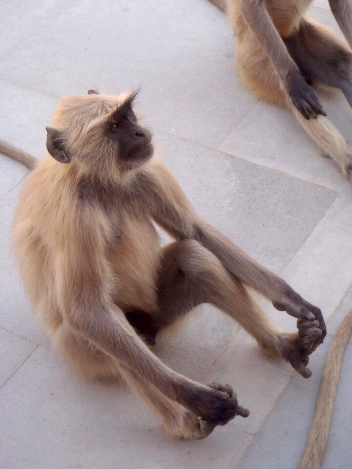 Wildlife primate mammal