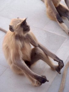 Wildlife primate mammal