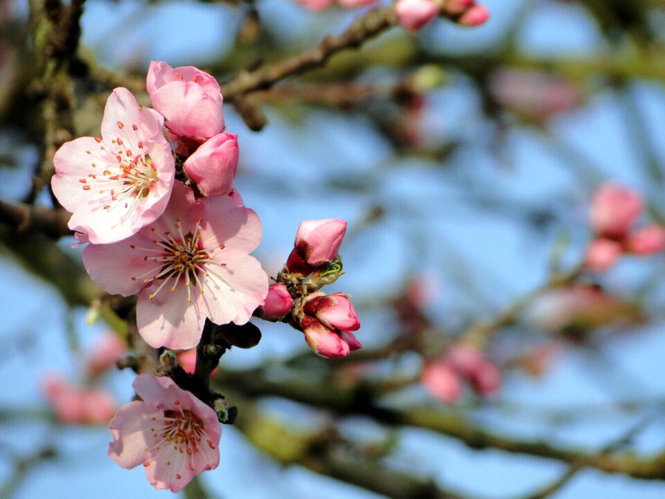 Spring spring awakening flowers