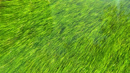 Green grassland vibrant photo