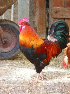 Colorful poultry farm
